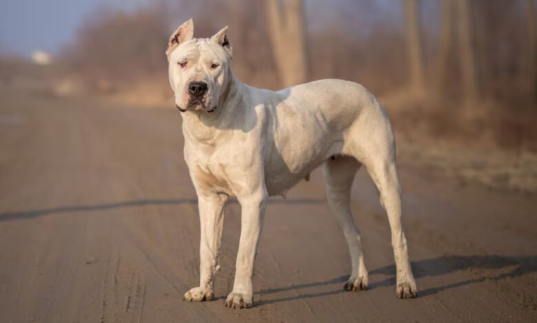 Dogo