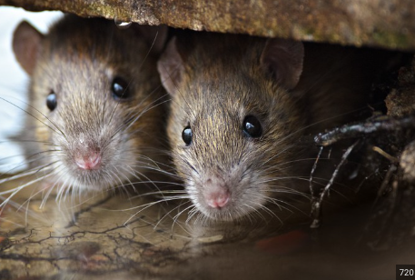 Hantavirus